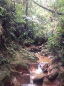 Roca Grande - Lote / Terreno à venda na Anuar Donato : 